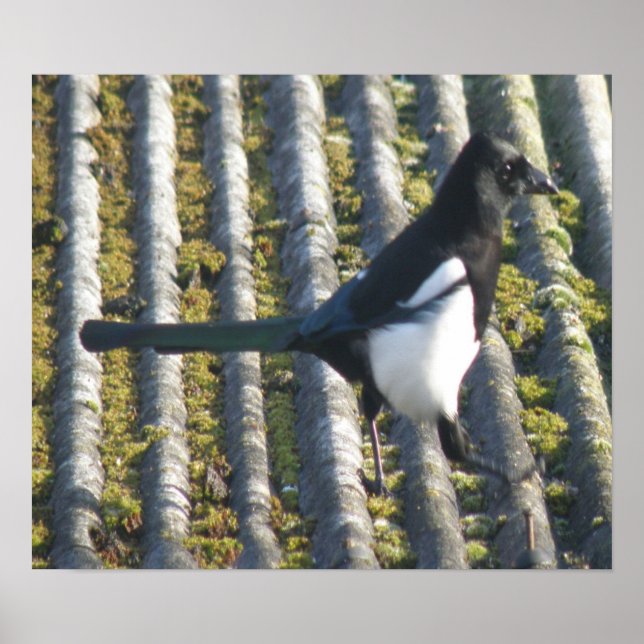 Magpie with a beady eye Print (Front)
