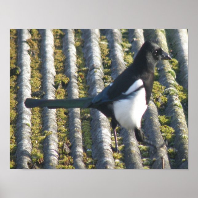 Magpie with a beady eye Print (Front)