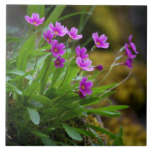 Maguire Primrose Wildflower Photo © Sandy Long