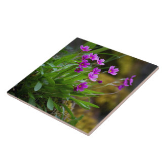 Maguire Primrose Wildflower Photo © Sandy Long Tile
