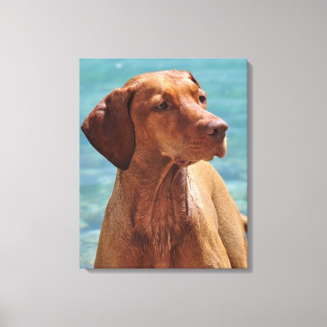 Magyar Vizsla Dog Canvas Print (Front)