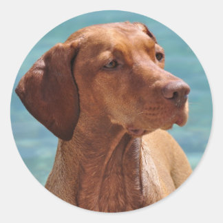 Magyar Vizsla Dog Classic Round Sticker