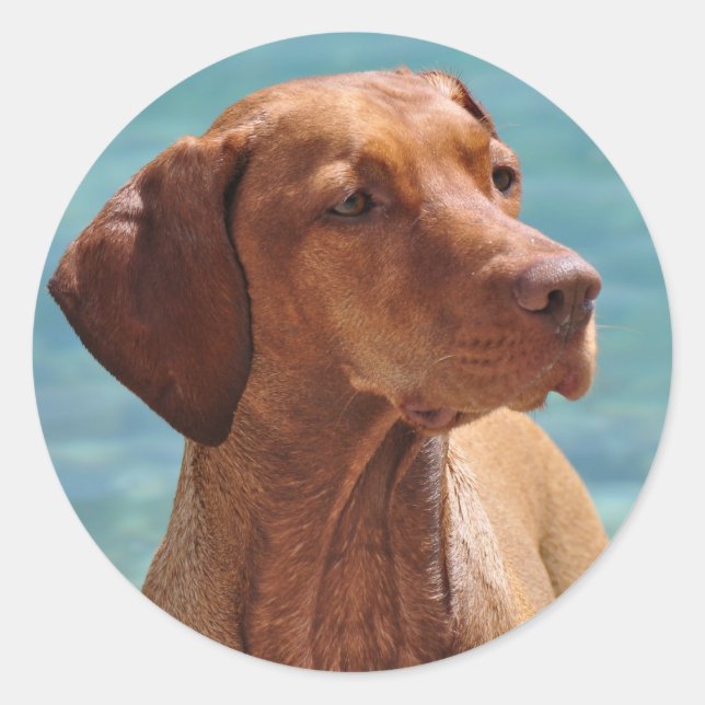 Magyar Vizsla Dog Classic Round Sticker (Front)