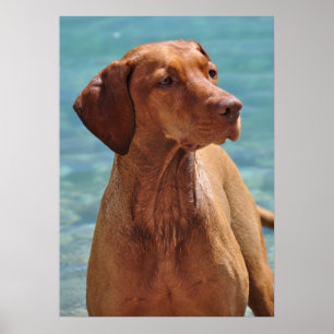 Magyar Vizsla Dog Poster
