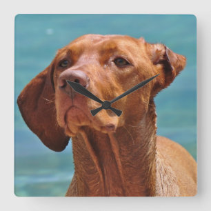 Magyar Vizsla Dog Square Wall Clock