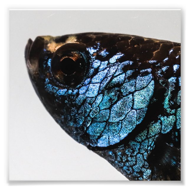 Mahachai Betta Fish Photo Print (Front)
