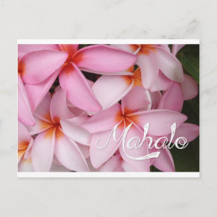 Mahalo Pink Plumeria Card