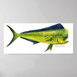 Mahi-Mahi fish poster
