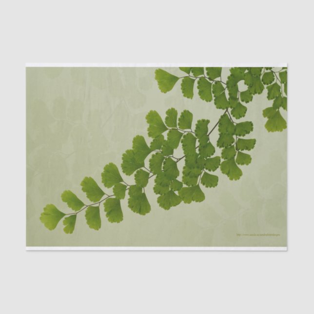 Maiden Hair Fern Frond Tissue Paper (Front)