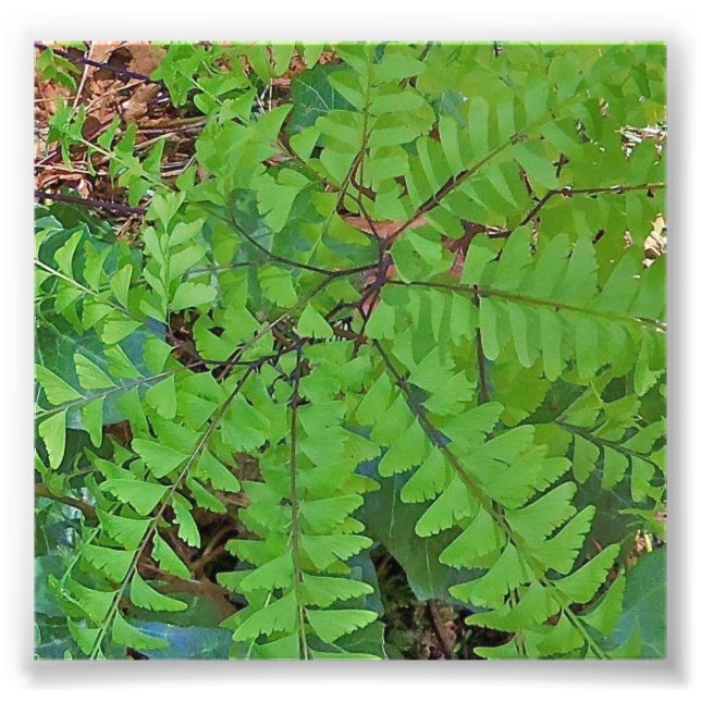Maidenhair Fern Photo Print (Front)