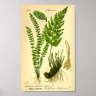 Maidenhair Spleenwort (Asplenium trichomanes) Poster