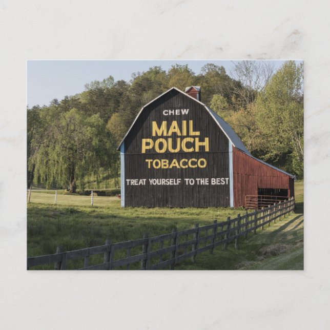 Mail Pouch Tobacco sign on a barn in rural Jackson Postcard (Front)
