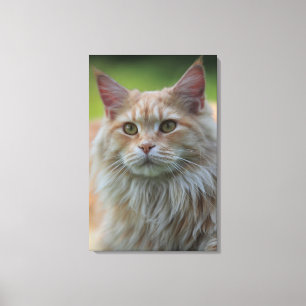 Main coon cat canvas print