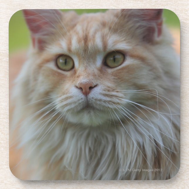 Main coon cat coaster (Front)