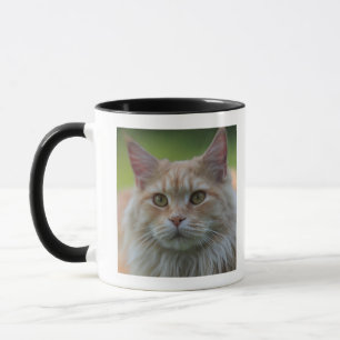 Main coon cat mug