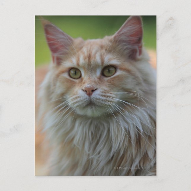 Main coon cat postcard (Front)