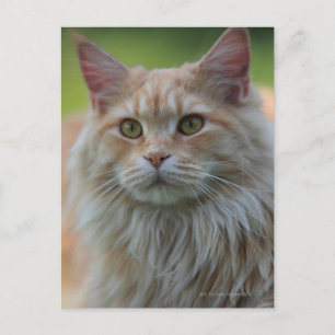 Main coon cat postcard