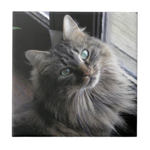 Main Coon Kitty Cat Ceramic Tile