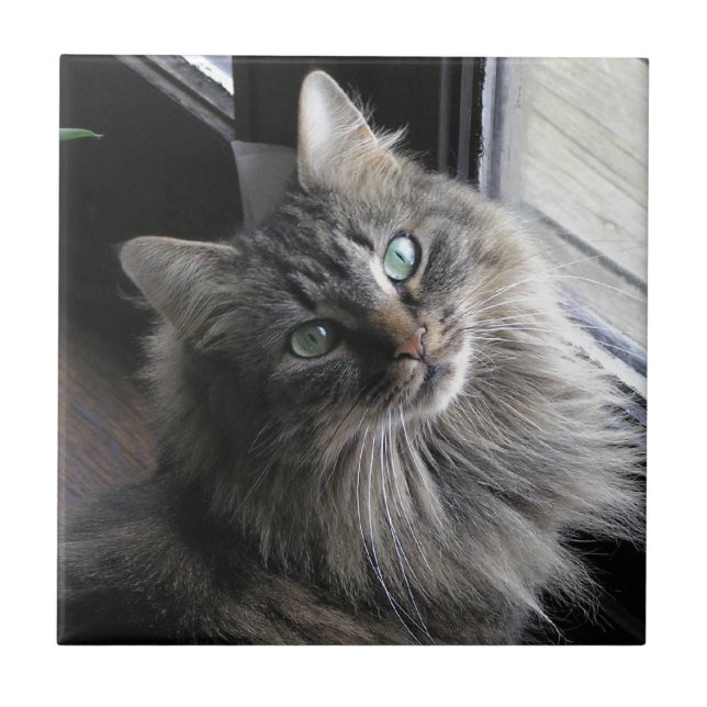 Main Coon Kitty Cat Ceramic Tile (Front)