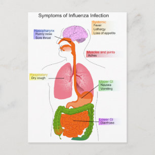 Main Symptoms of an Influenza Infection Diagram Postcard