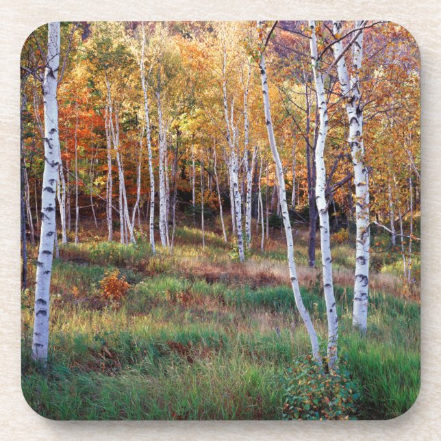 Maine, Acadia National Park, Autumn Coaster (Front)