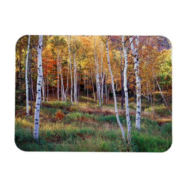 Maine, Acadia National Park, Autumn Magnet (Horizontal)