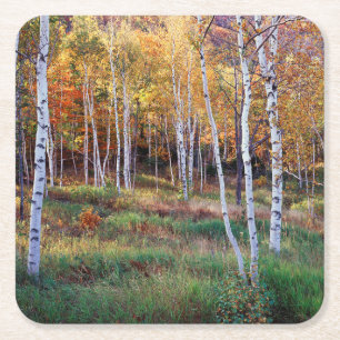 Maine, Acadia National Park, Autumn Square Paper Coaster
