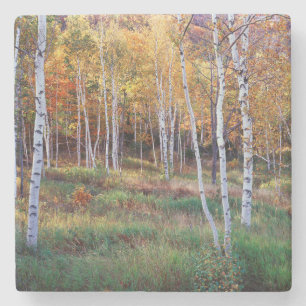 Maine, Acadia National Park, Autumn Stone Coaster