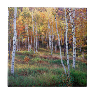 Maine, Acadia National Park, Autumn Tile