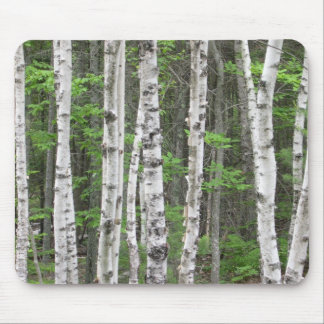 Maine Birch Grove Mouse Mat