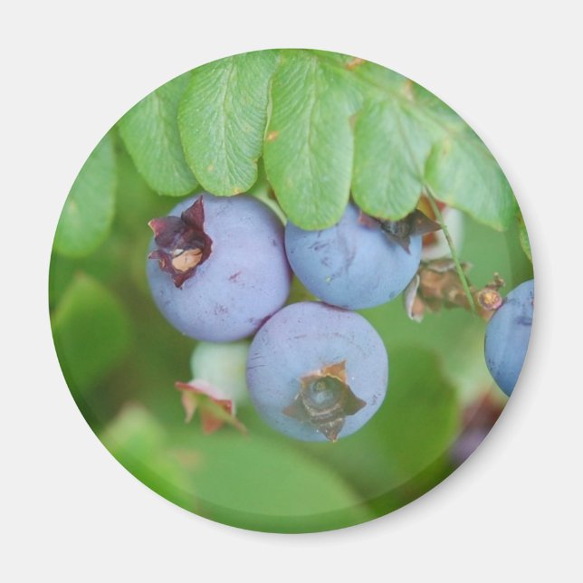 Maine blueberries magnet (Front)