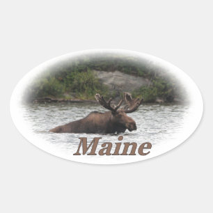 Maine Bull Moose Oval Sticker