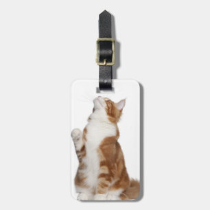 Maine Coon (6 months old) sitting and looking up Luggage Tag