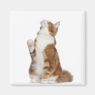 Maine Coon (6 months old) sitting and looking up Magnet