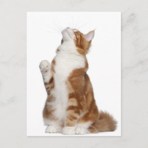 Maine Coon (6 months old) sitting and looking up Postcard