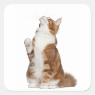 Maine Coon (6 months old) sitting and looking up Square Sticker