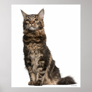 Maine Coon (8 months old) 2 Poster