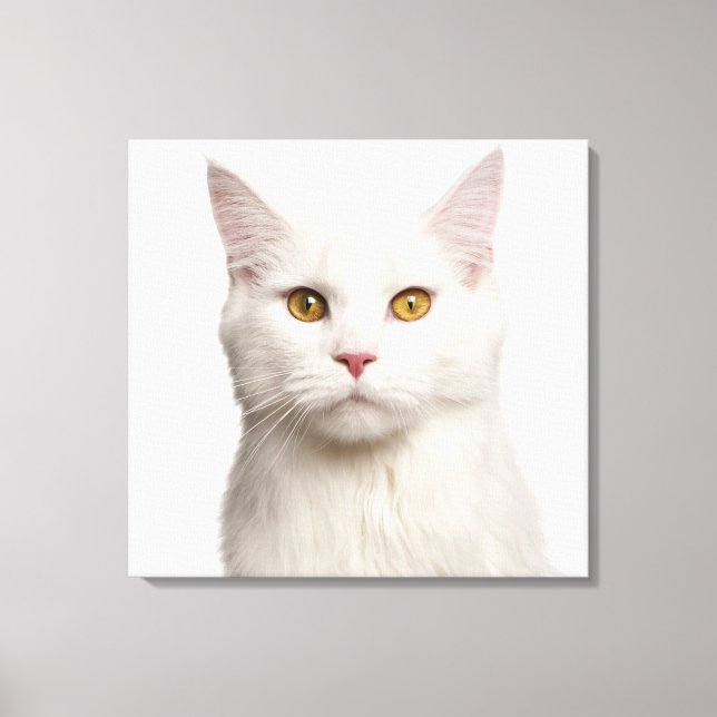 Maine Coon (8 months old) Canvas Print (Front)