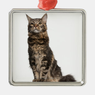 Maine Coon (8 months old) Metal Tree Decoration
