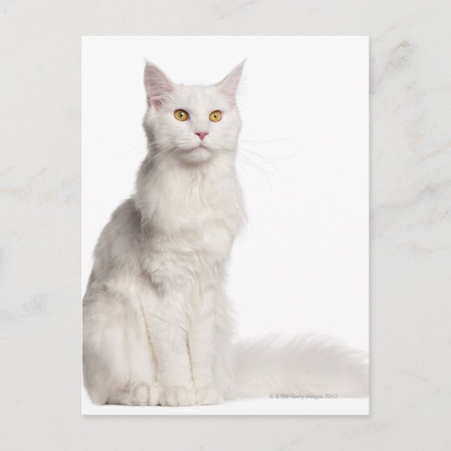 Maine Coon (8 months old) sitting Postcard (Front)