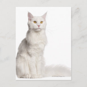 Maine Coon (8 months old) sitting Postcard