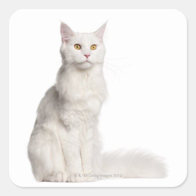 Maine Coon (8 months old) sitting Square Sticker (Front)