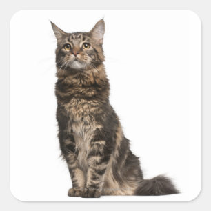 Maine Coon (8 months old) Square Sticker