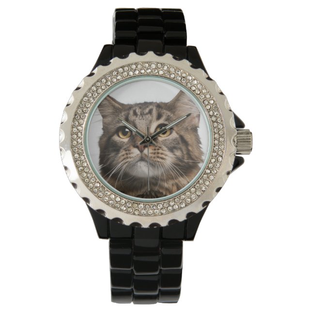 Maine Coon (8 months old) Watch (Front)