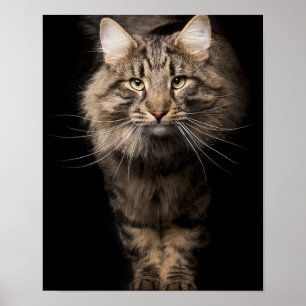Maine Coon big cat kitty voices Poster