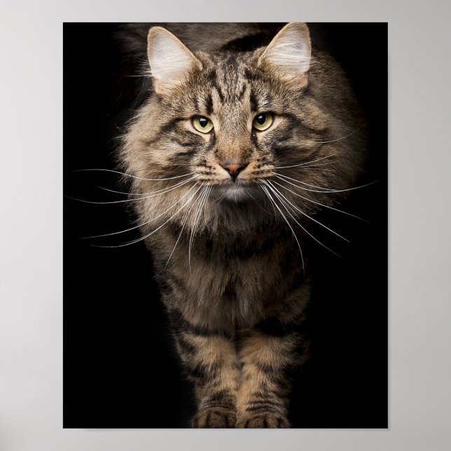 Maine Coon big cat kitty voices Poster (Front)