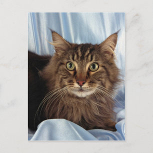 Maine Coon, brown tabby Postcard