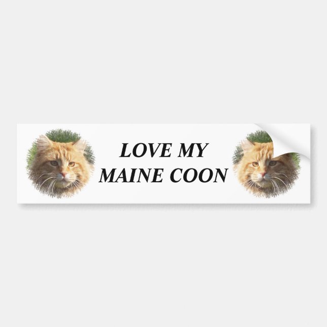 maine coon bumper sticker (Front)