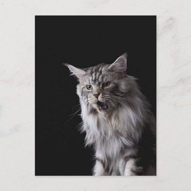 Maine Coon cat 2 Postcard (Front)