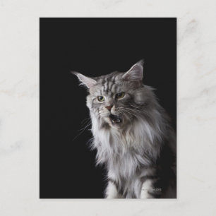 Maine Coon cat 2 Postcard